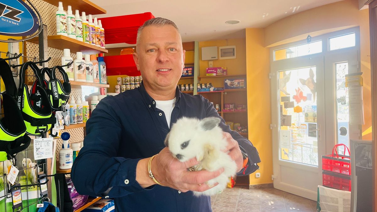 Állatkereskedést kérdeztünk a törpenyúl helyes tartásáról – ne csak húsvéti ajándék legyen! (videó) (videó)