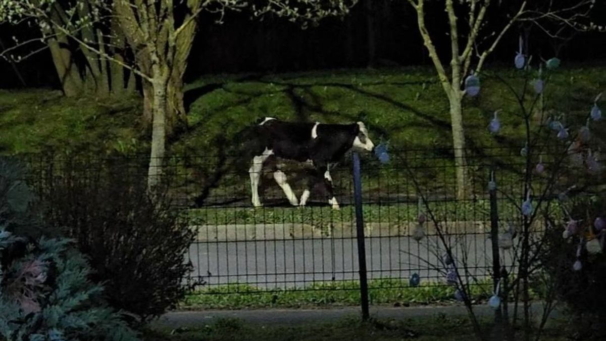 Ez nem áprilisi tréfa! Éjszakai túrára indult egy kóbor borjú a zalai városban (videó)