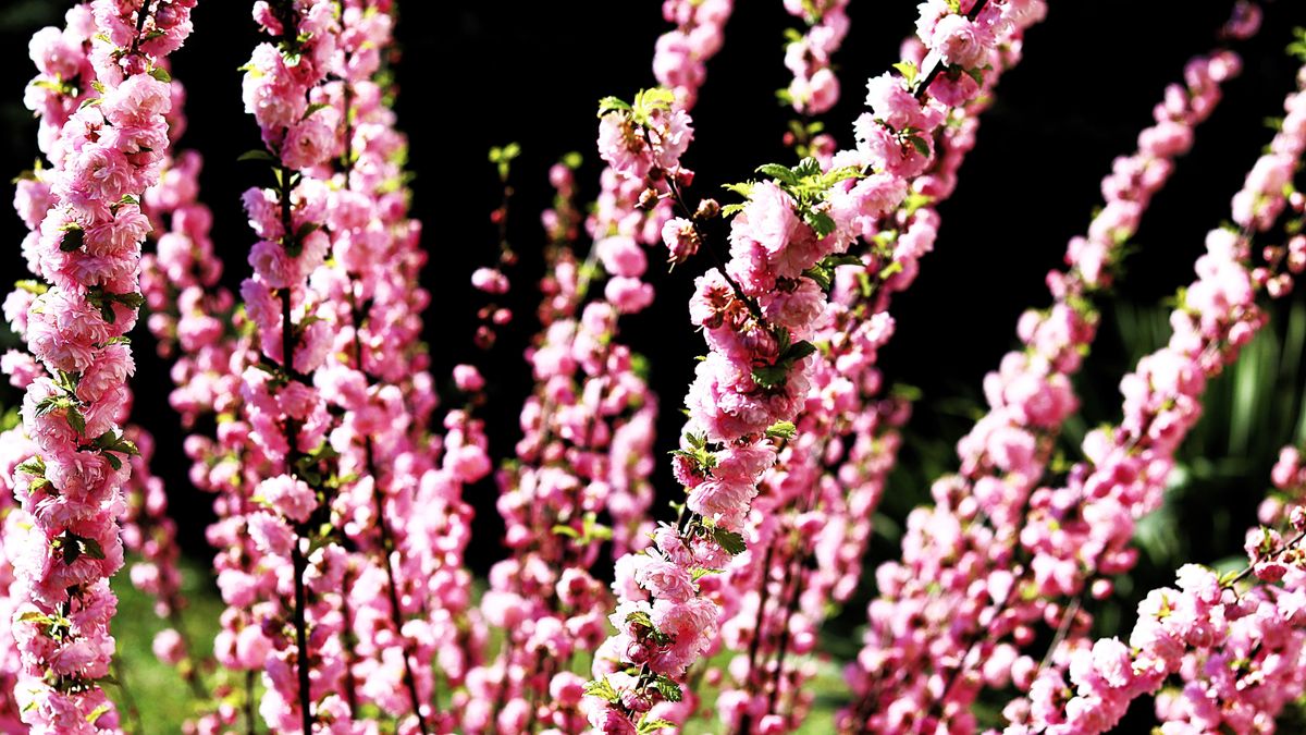 200 éve még azt sem tudtuk, hogy létezik, ma viszont a kert egyik dísze (galéria)