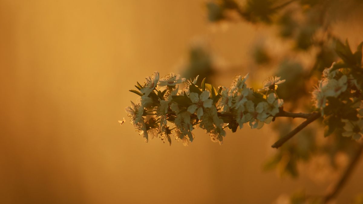 Virágba borult Zala: mesebeli színek és illatok (galéria)