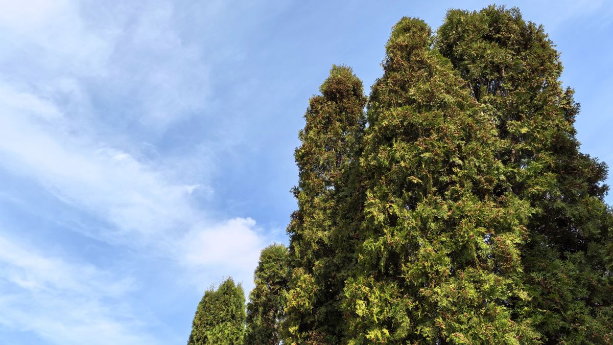 Amiből baj lehetett volna – veszélyes tuja miatt riasztották a tűzoltókat