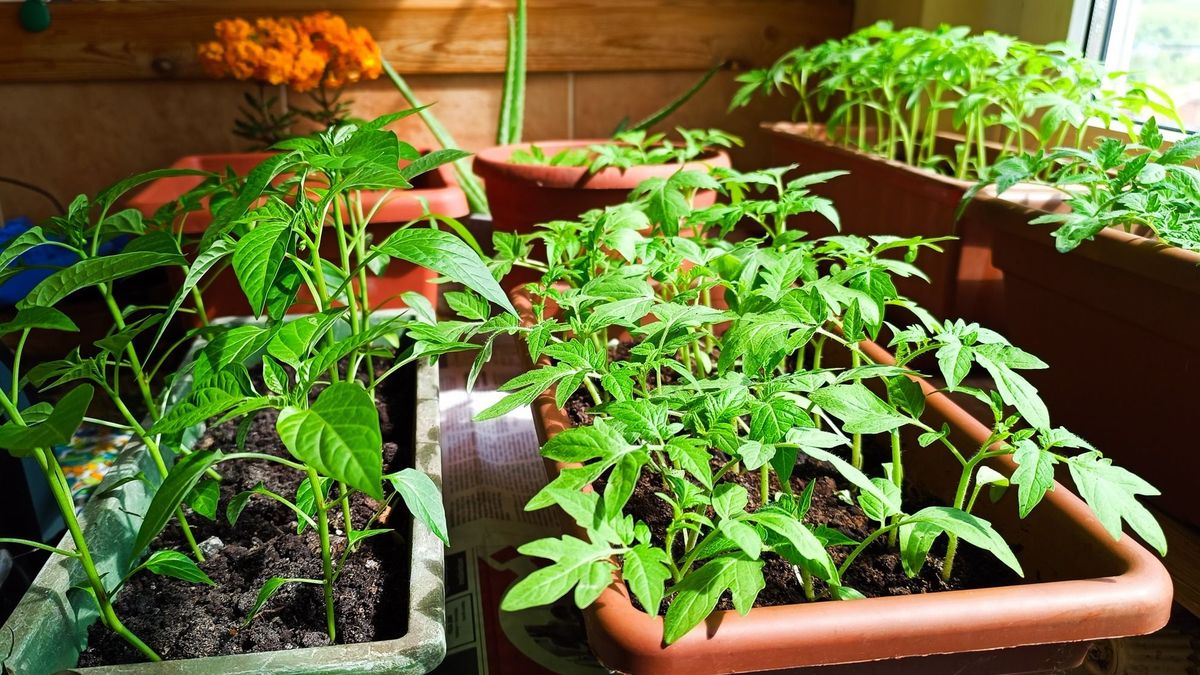 Ekkor kell kiültetni a palántát – itt a tuti módszer a szakembertől, csak egy dunsztos üveg szükséges hozzá