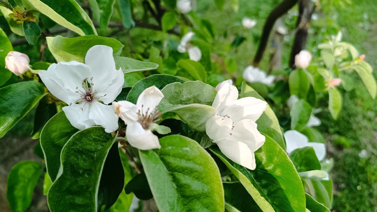 Birsalma vagy birskörte? Most virágzik az egyik legkésőbb ébredő gyümölcsfa