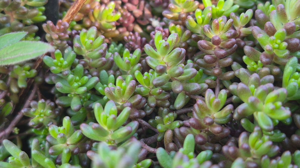 Ez a növény most még unalmasnak tűnik a kertben, de érdemes résen lenni