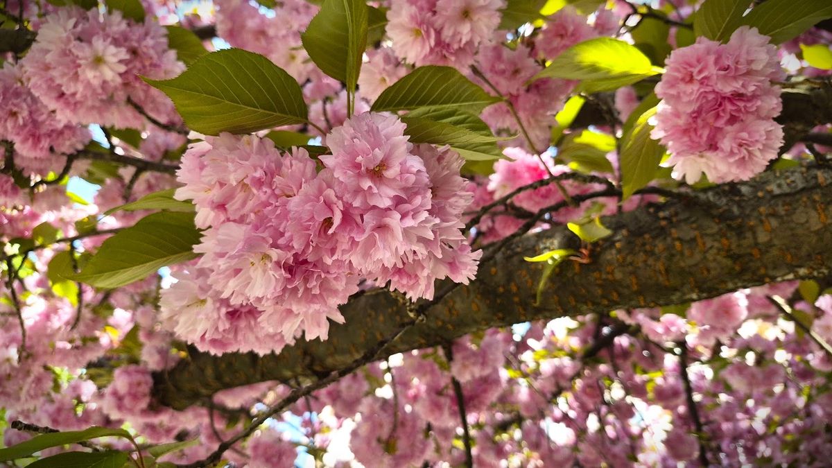 Már csak a Fuji hiányzik! A babarózsaszín lett az új divat a zalai városban