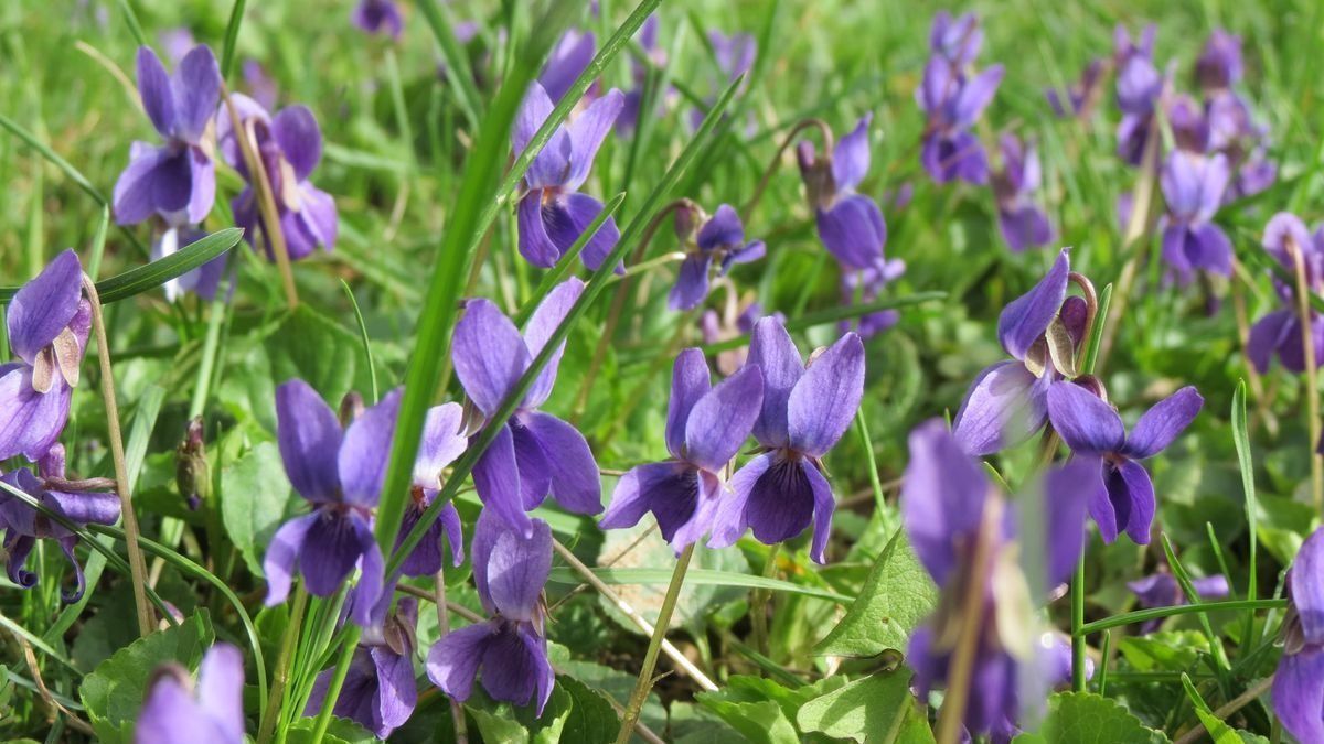 Ibolyát szedni tavasszal? Jó ötlet, de nem mindegy, honnan