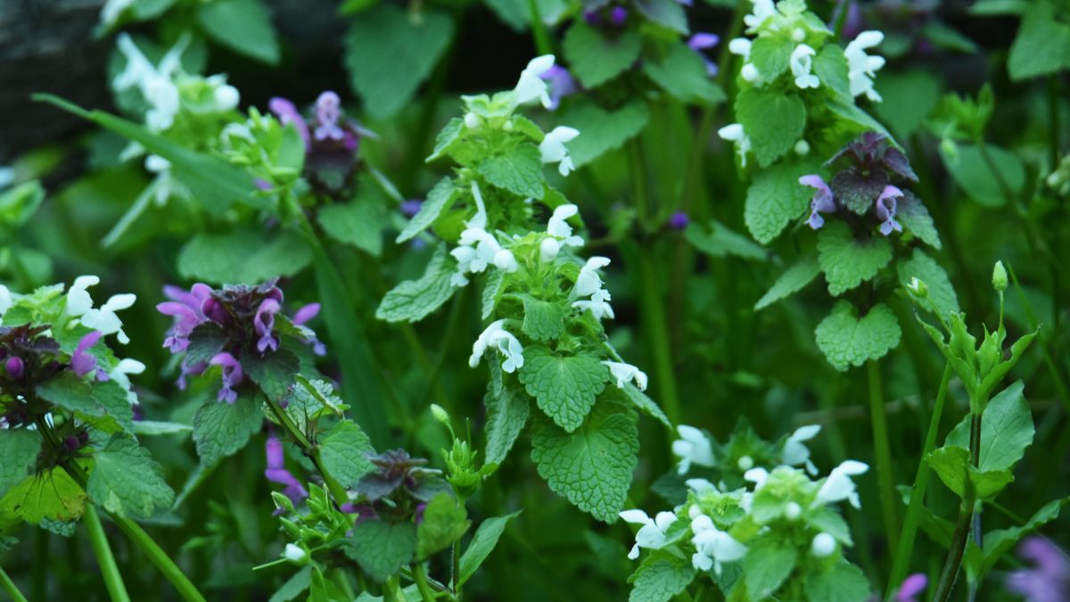 Nem minden piros árvacsalán lila – sőt, van, ami teljesen fehér