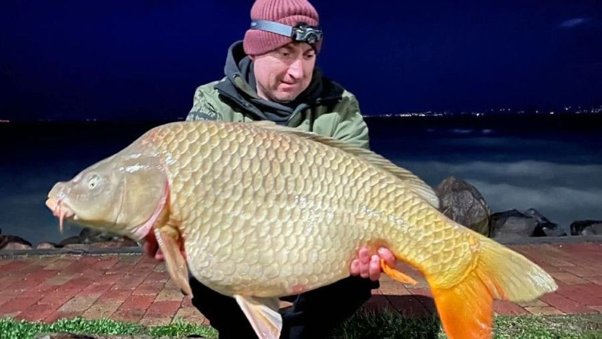 Emberméretű pontyok akadtak horogra a Balatonnál – elképesztő fogásokról számoltak be a horgászok