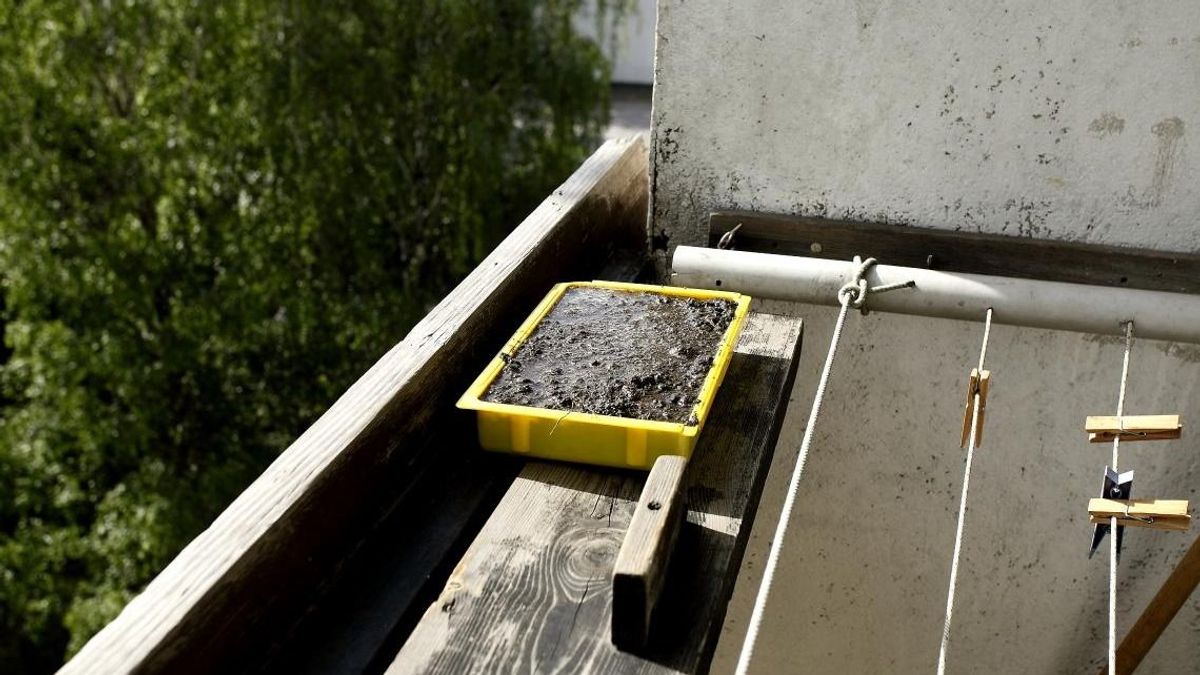 Régi fészek, új család! Egy molnárfecskepár mozgalmas mindennapjainak látványos pillanata (fotó a cikkben)