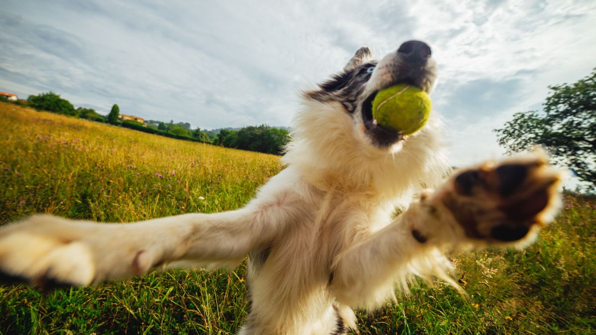 Unod, hogy minden második kutya bichon az utcán? Ezt válaszd az AI szerint a személyiségedhez!