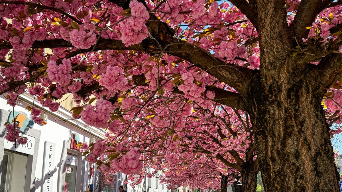 Japán hangulat és rózsaszín sziromfelhő ejti ámulatba a járókelőket a zalai város Fő útján (galéria, videó)