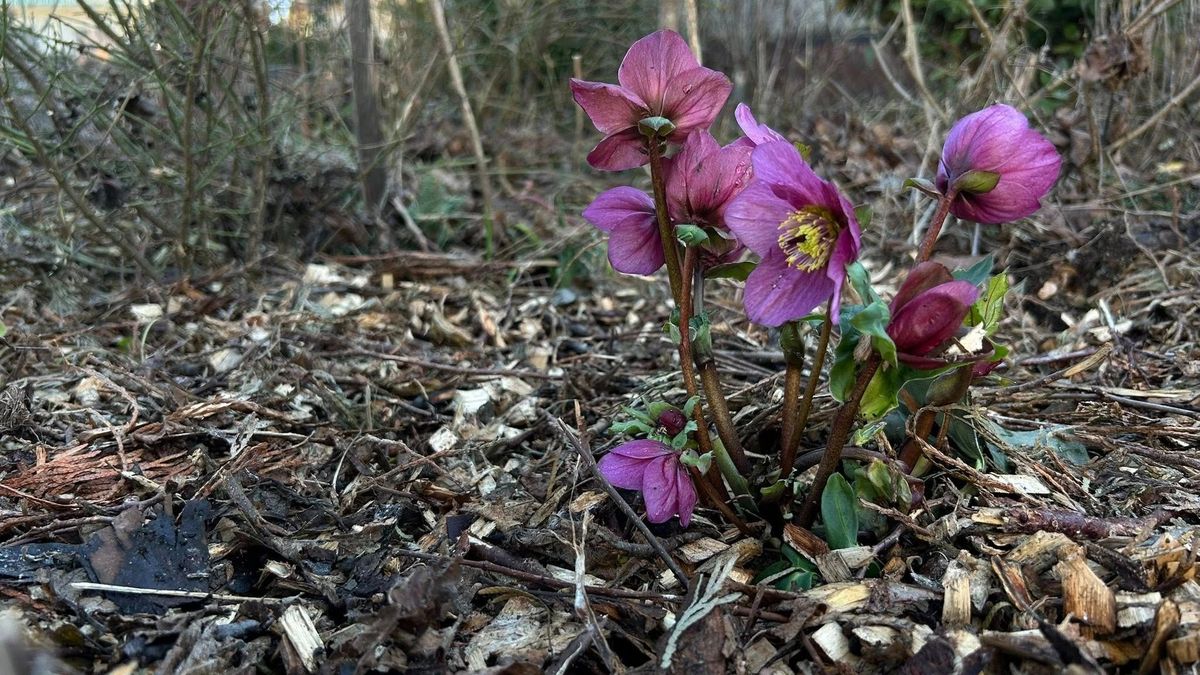 Gyilkos szépségek a kertedben? Ha gyerek és kutya is van, figyelj ezekre