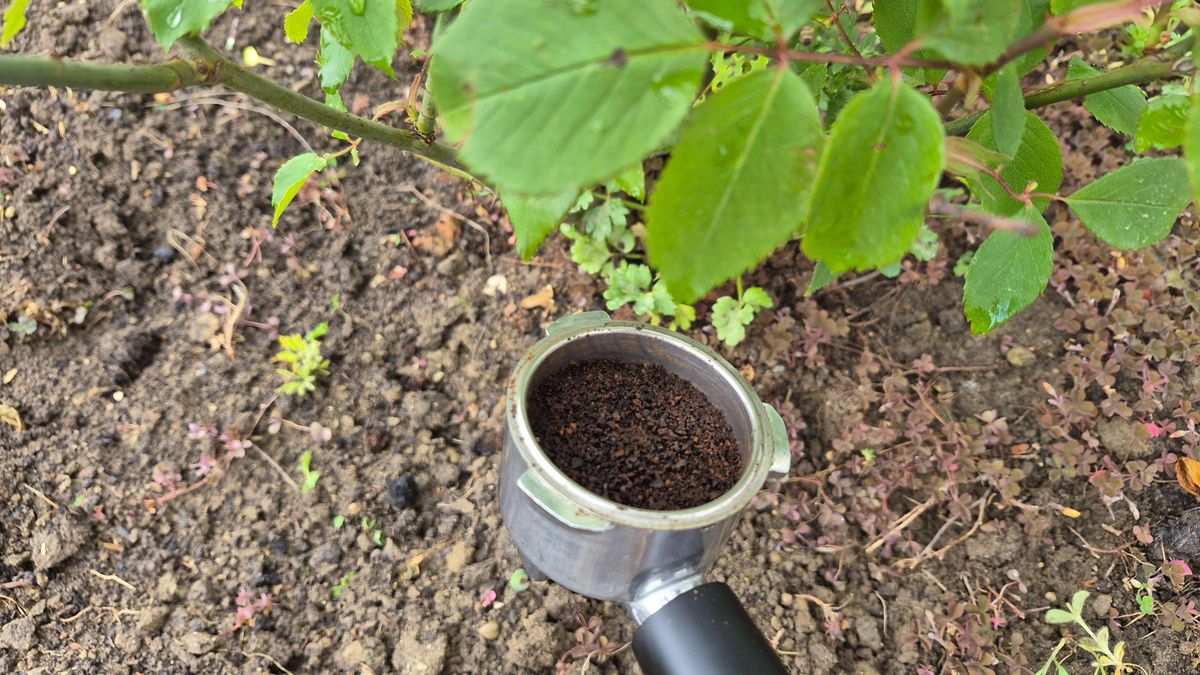 Kávézacc a kertben, hasznos vagy túlértékelt trükk?