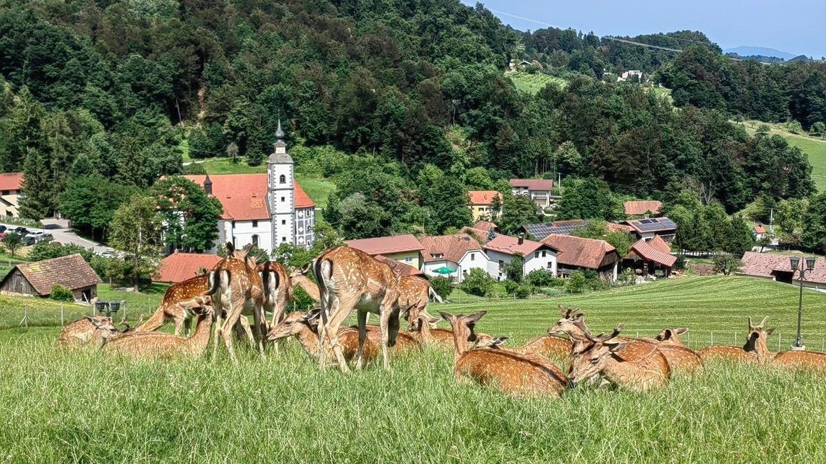 Szeretnél szarvast etetni vagy egyedül bóklászni a „dzsungelben”? Szlovénia még mindig tartogat meglepetést