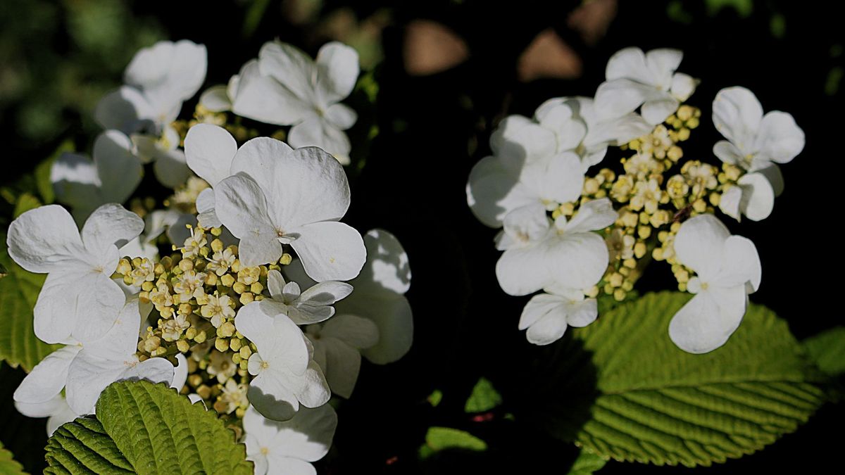 Ha ilyen növényed van, a madarak meghívó nélkül is érkeznek (galéria)