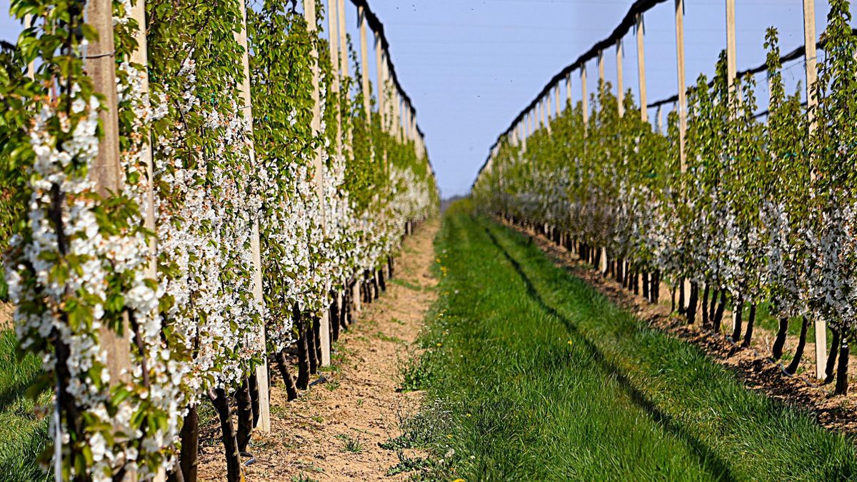Almafák és cseresznyefák tízezrei virágoznak a zalai ültetvényen - fotókon a gyönyörű látvány (galéria)