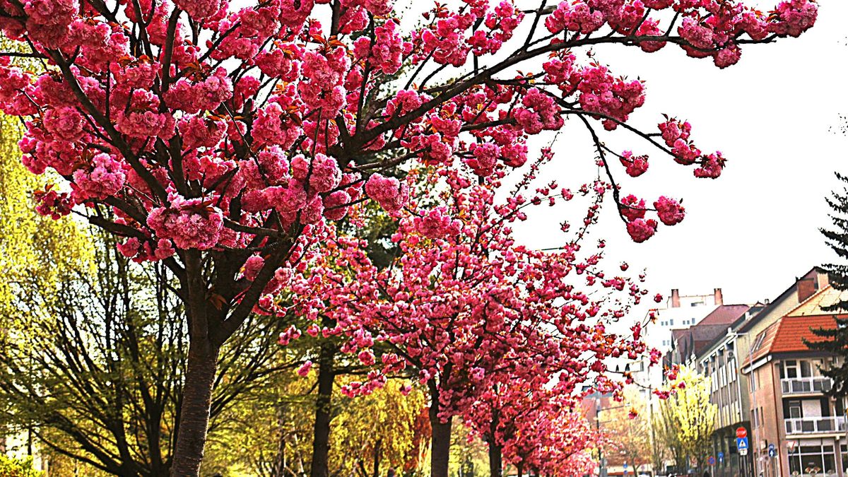 Nem látni a virágtól a fákat — rózsaszínbe borult a zalaegerszegi utca (galéria)