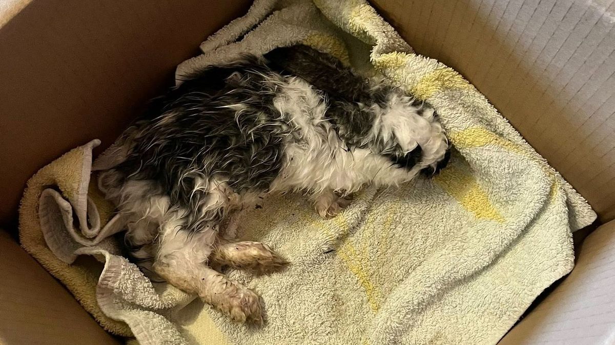 Szívszorító: kidobták a húsvéti ajándékot, átfázva találtak rá az esőben