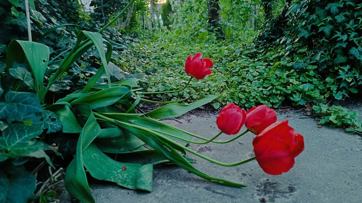 Az időjárás mára is egyre napra tartogat mindent – szeszélyeinek egy növény biztosan ellenáll