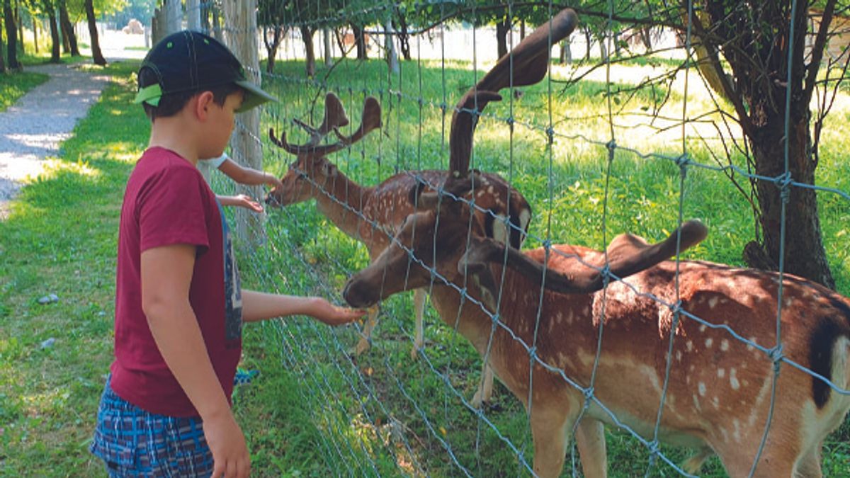 Szarvasetetés kézből vagy kismalac-simogatás? TOP 4 