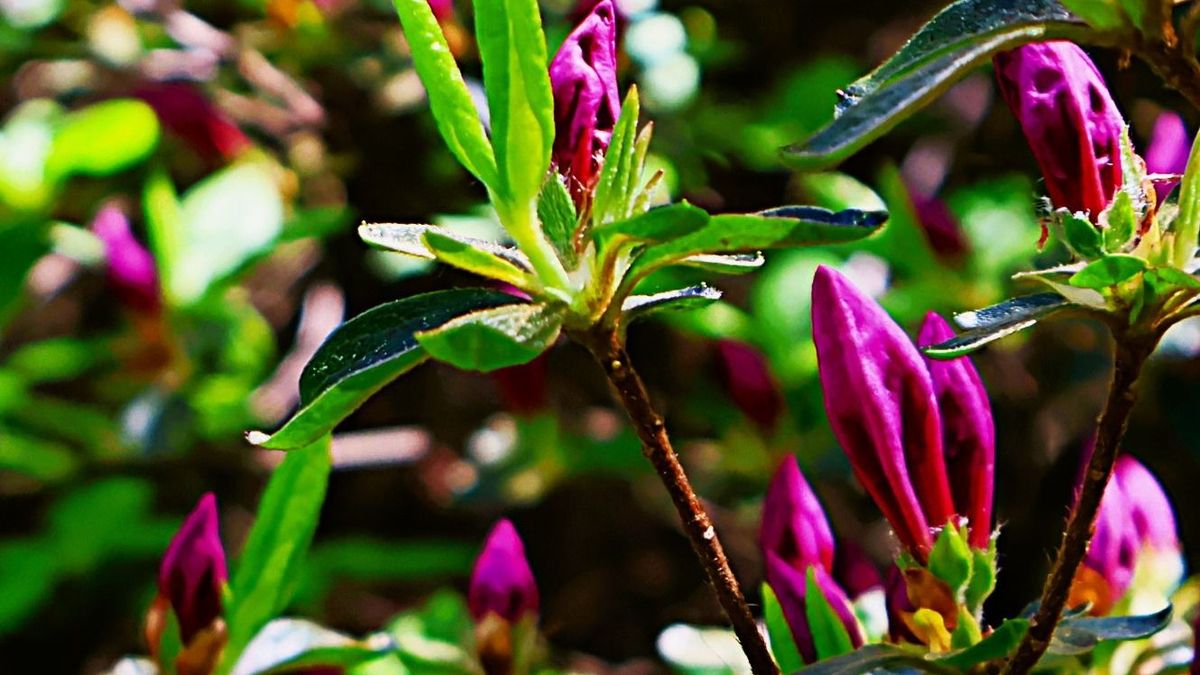 Az Azáleás-völgyben még várat magára a virágzás – a séta persze így is élmény (galéria)