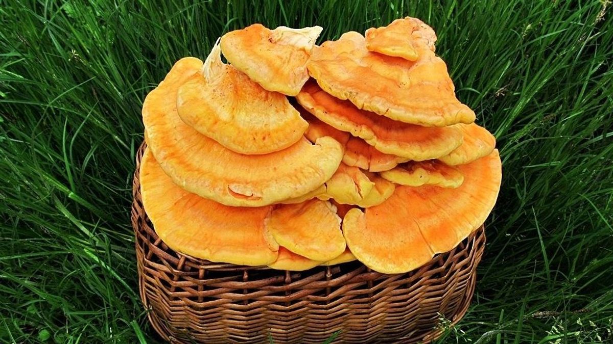 Erdők aranya vagy veszélyes hasonmás? A sárga gévagomba titkai, amelyeket csak kevesen ismernek