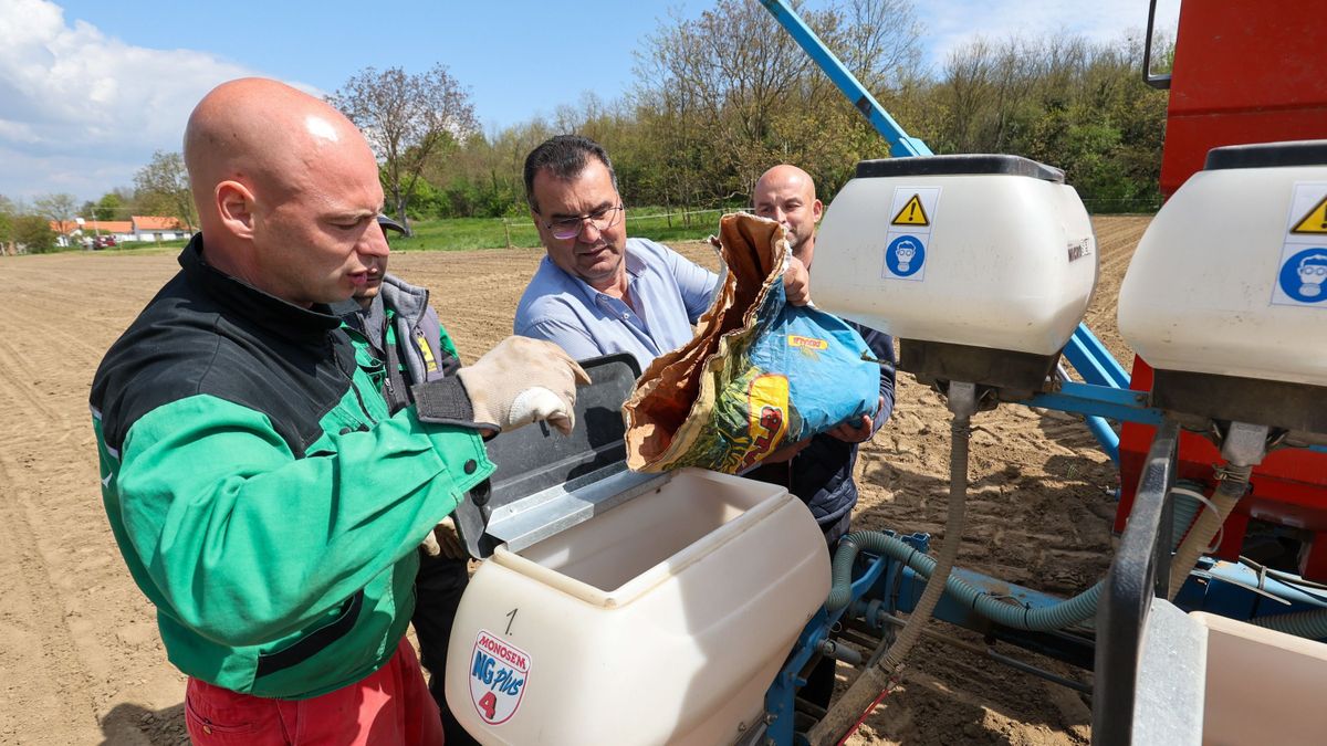 Hová tűntek a vetési varjak a kukoricatábláról? A zalai településen megoldódott a rejtély (galéria, videó)