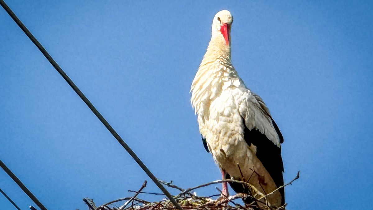 Egyedül még nem megy, de a remény már ott szárnyal Miklósfa felett (galéria)