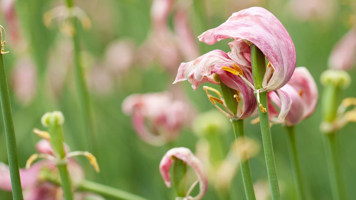 Elvirágzott a tulipán? Ezt rontják el a legtöbben utána