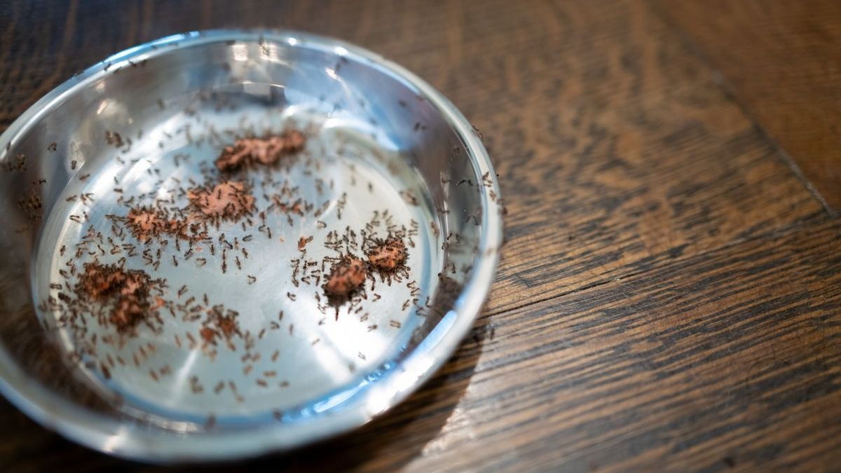 Hangyák lepték el a lakást? Nem hiszed el, mivel űzik el őket Zalában