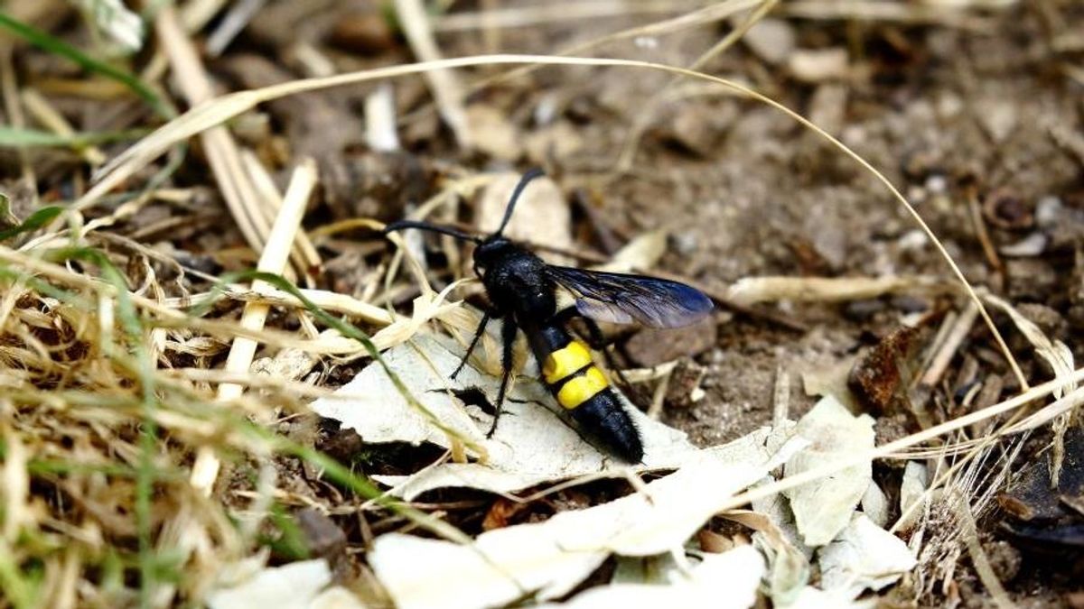 Sokan pánikba esnek tőlük, pedig kifejezetten hasznosak ezek a darazsak