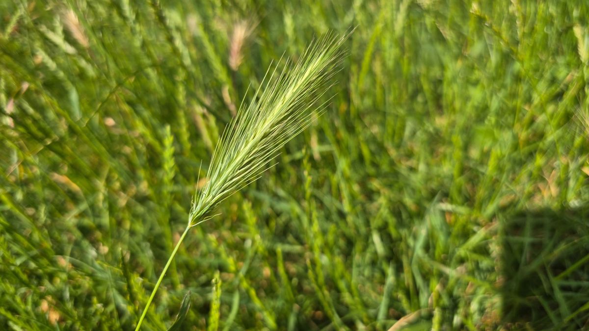 Egy apró fűszál, ami akár halált is okozhat – így 