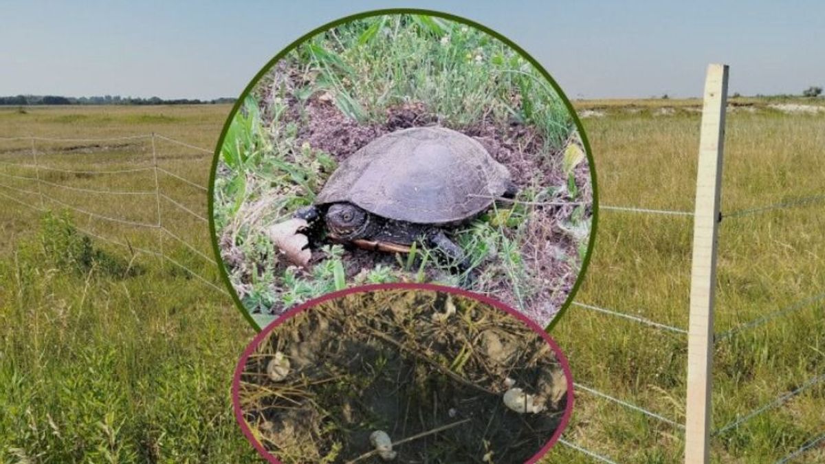 Szokatlan módszerrel óvják a mocsári teknősök tojásait a Balaton közelében