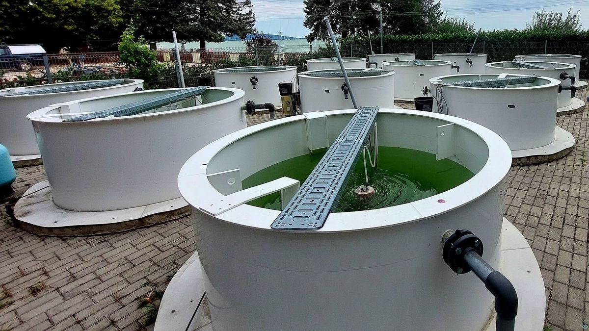 Mi lehet a gyógyír a Balaton algásodására?
