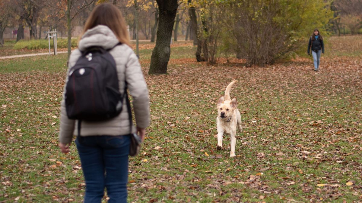 Új szabály: még nagyobb szabadságot kapnak a segítőkutyák Magyarországon