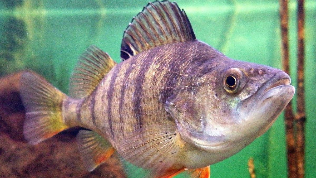 Fekete pöttyös sügérek terjednek a Balatonban – ezért dobják vissza őket a horgászok