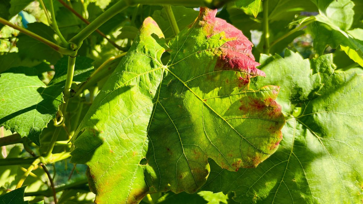 Így ismerhető fel a szőlő aranyszínű sárgasága – a legfontosabb jeleket tudtuk meg Zalaegerszegen