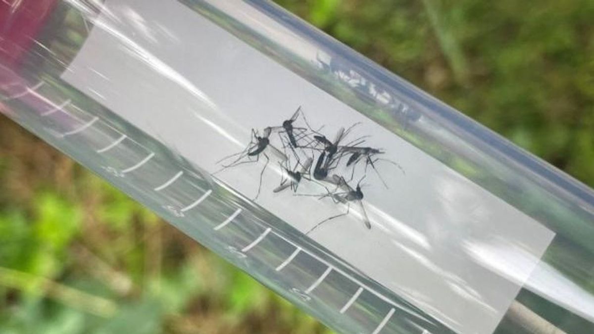 Nem ezt várták a kutatók: a szúnyogirtás más rovarokat is súlyosan érint