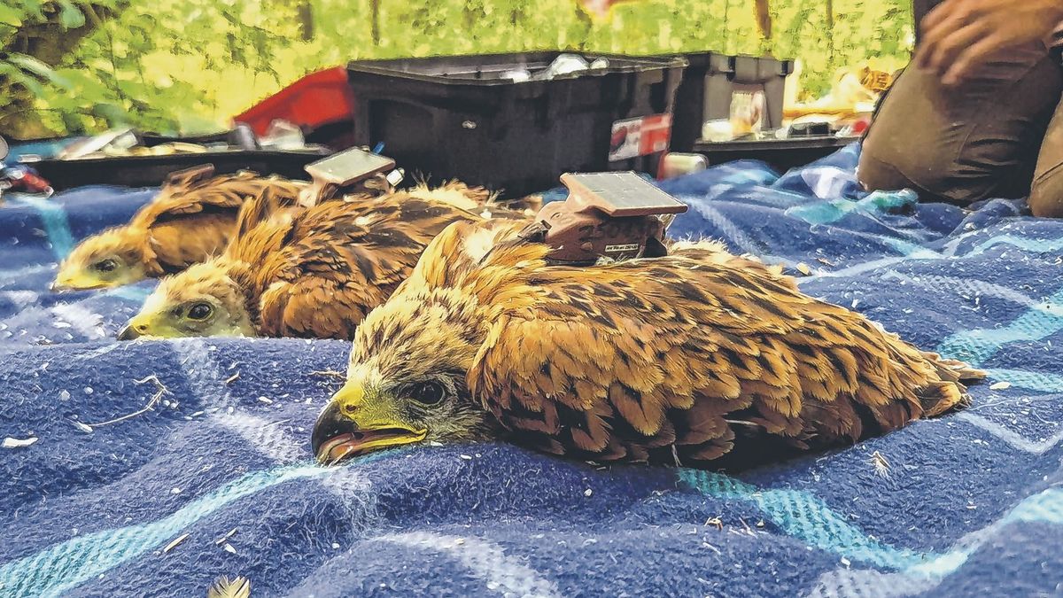 Négy vörös kánya fióka "hátizsákkal"