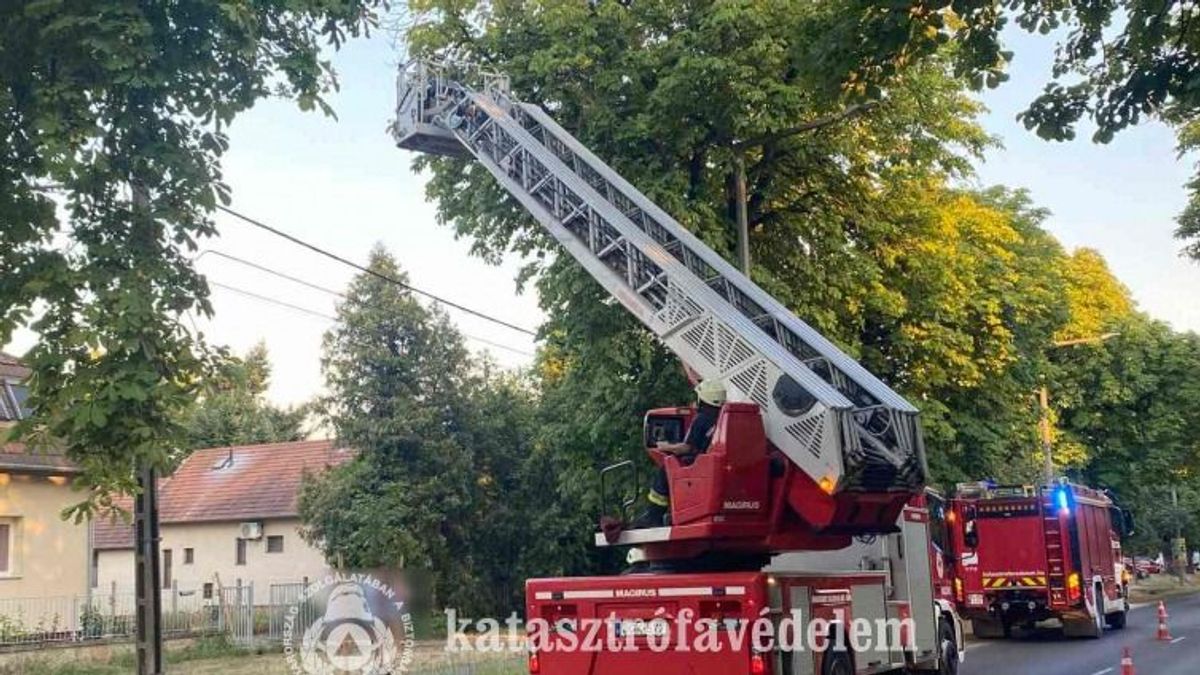 Úttestre és terasztetőre esett faágat távolítottak el a zalai tűzoltók