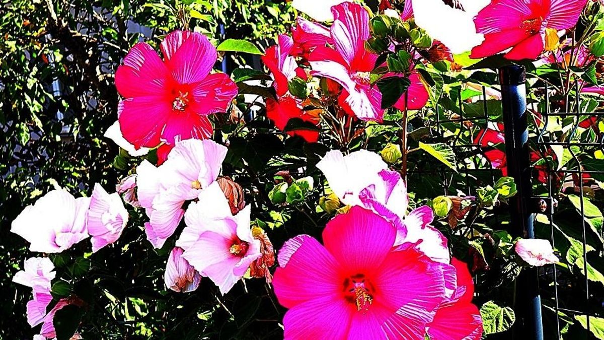 „Hibiszkusz-arcú” szépségek – háromszáz virág az óriás mályván