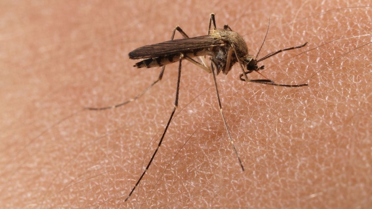 Balatoniak, figyelem! Szúnyogirtás jön, jobb lesz becsukni az ablakokat