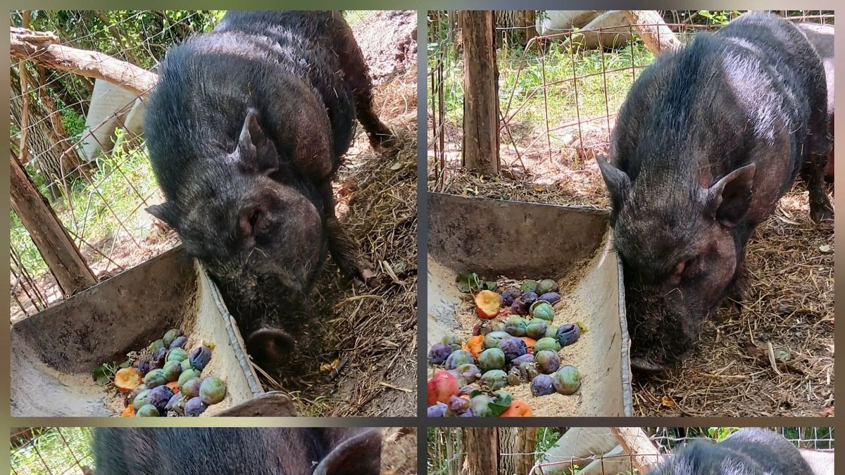 Éjszaka tűnt el Prézli, a botfai farm kedvence – Nokedli azóta egyedül van és várja vissza társát