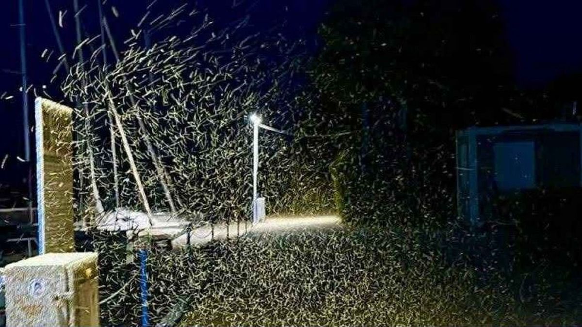 Még nincs vége: újabb árvaszúnyog-rajzás jöhet a Balatonnál