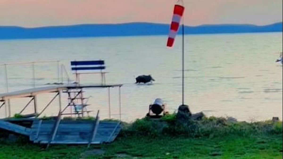 Röftönzött strandolás – vaddisznócsalád indult sétára a Balatonban
