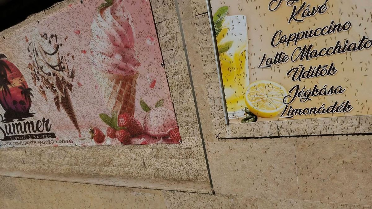 Korábban zár a balatoni fagyizó az árvaszúnyog-invázió miatt