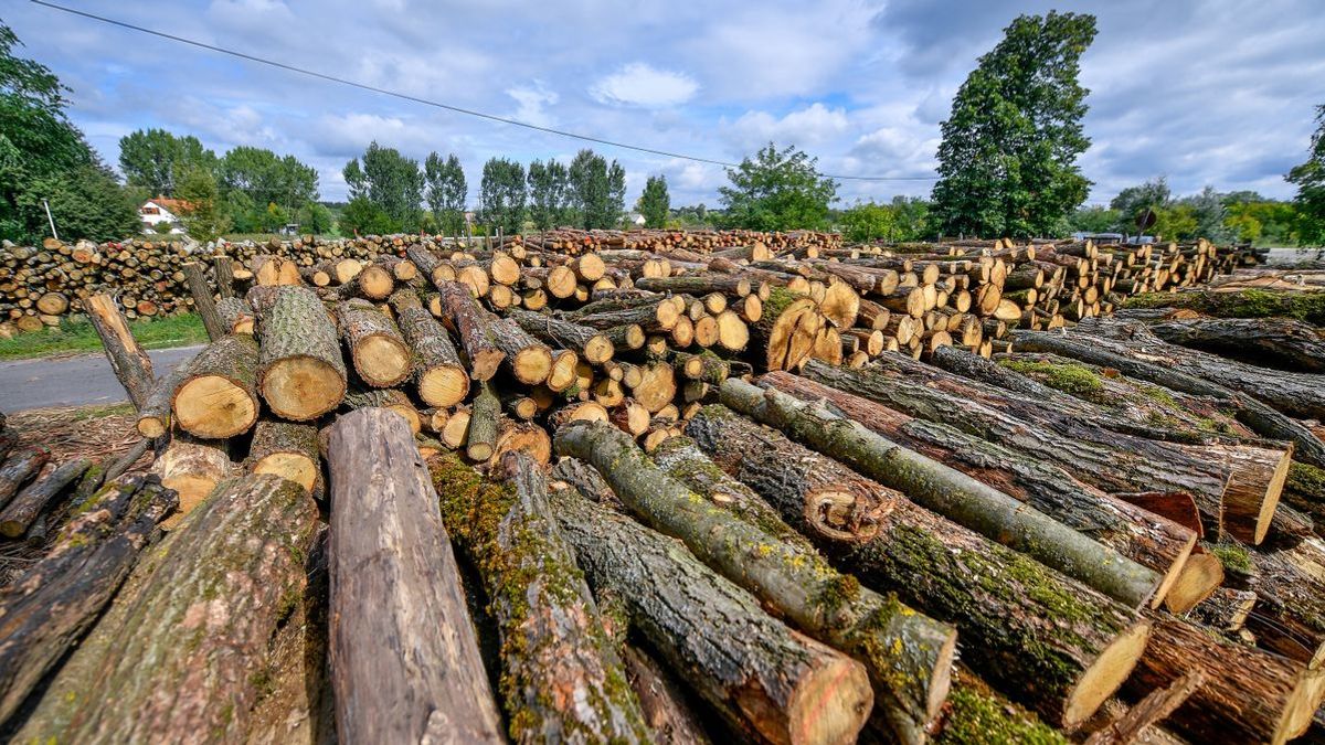 Tűzifát kaphatnak a rászorulók a zalai városban – fontos részletekről döntött a testület