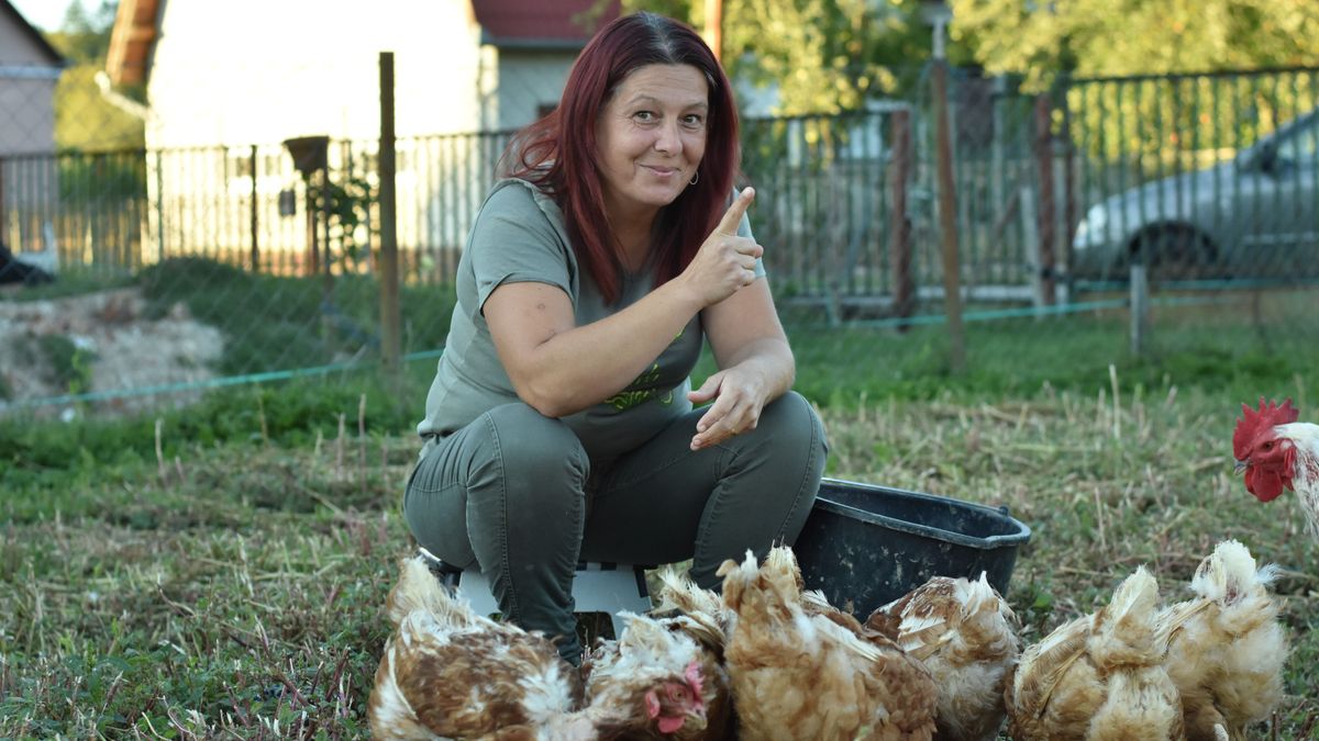 Húsz letojt tyúkkal kezdte, ma már száz szárnyas veszi körül – és még kengurukat is szeretne a zalai állattartó (galéria)