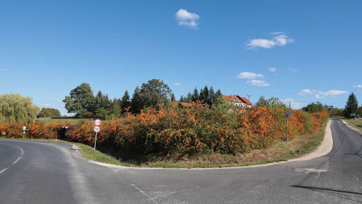 Mintha lángba borult volna az út széle – elképesztő színekkel robbant be az ősz Zalában (galéria)