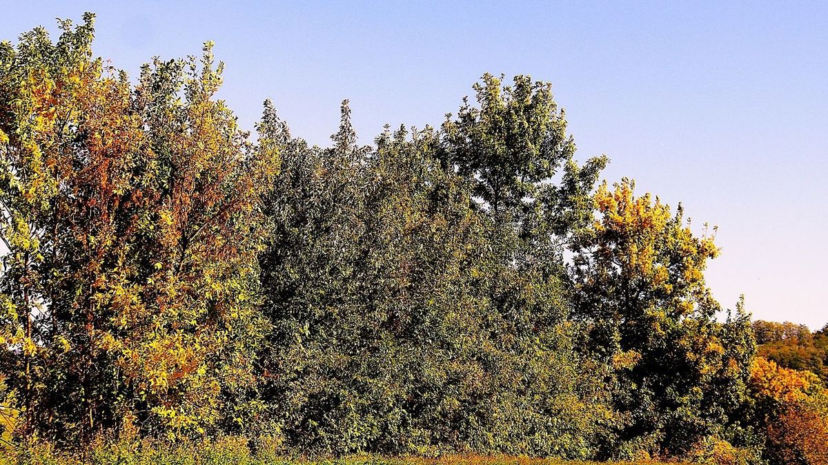 Sárgulás Zalában – már az ősz színei festik a tájat, de van, ami aggodalomra ad okot (galéria)